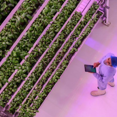 Vertical farmers come out swinging amid industry struggles to stay upright