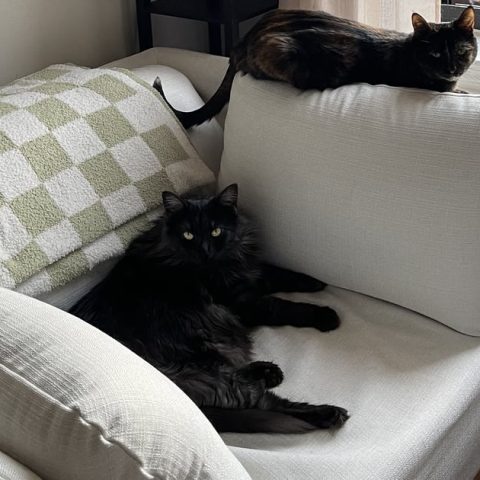 I Found the Perfect Armchair For Myself and My Cats