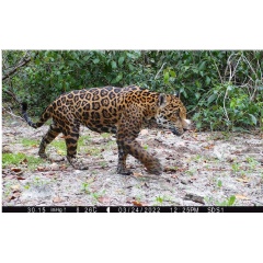 Huawei and partners announce Yucatan wildlife conservation findings