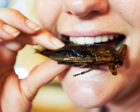 ‘The acceptability of insects is influenced by their visibility’: Consumer perceptions of edible insects explored