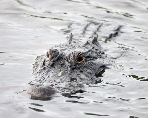 Florida Man Loses Arm To Alligator While Trying To Pee Outside Bar: ‘Not The End Of The World’