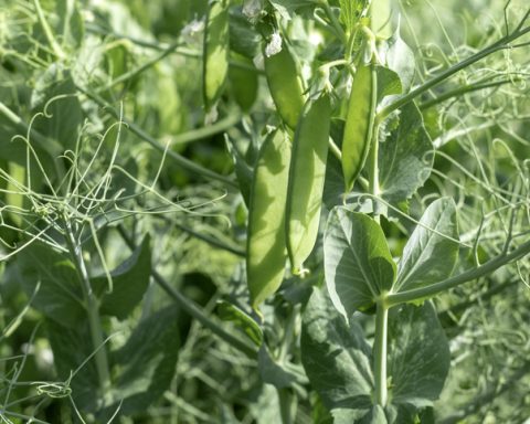 UK project aims to grow ‘tasteless’ pea protein to solve ‘beany’ off flavour problem
